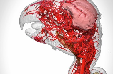 Al loro con la circulación sanguínea