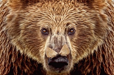 Renacido en el Cantábrico