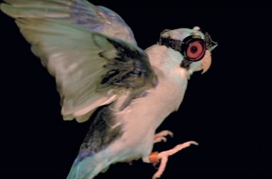 Este loro es todo un científico en pleno trabajo