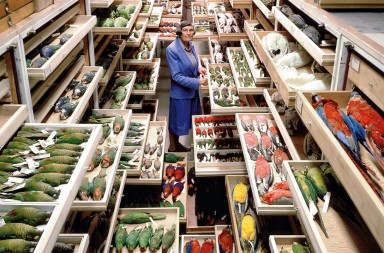 Instituto Smithsonian: la nueva arca de Noé