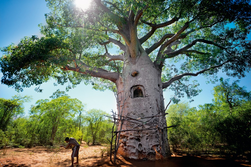 El árbol de la vida