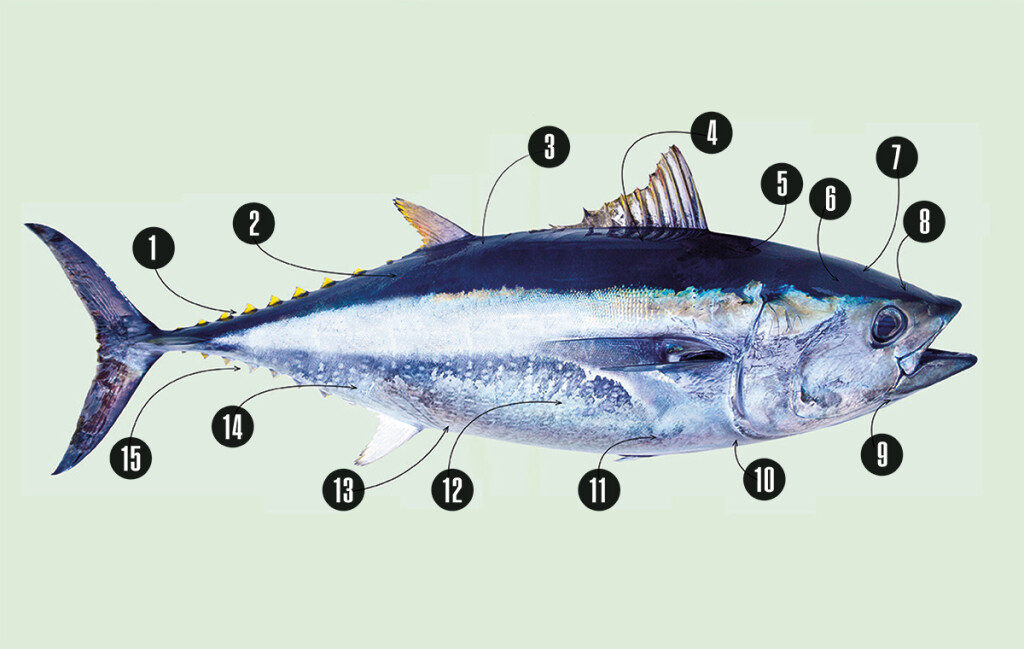 Atún, la pasión roja 2