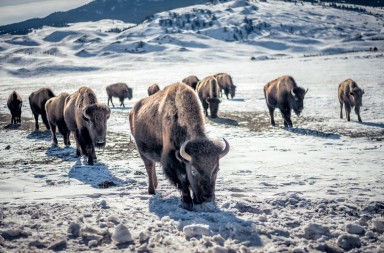 Vuelve la caza del bisonte