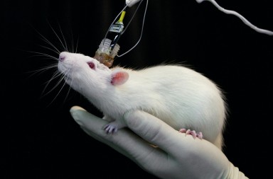 Logran crear falsos recuerdos en el cerebro… de ratones