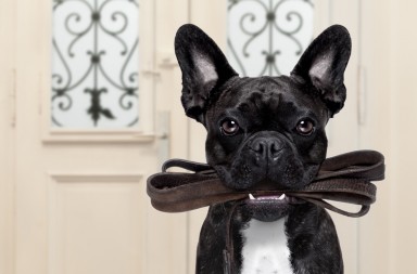 Claves para entender a nuestro perro