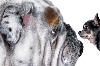 ¿Pero qué nos han hecho los perros a nosotros?