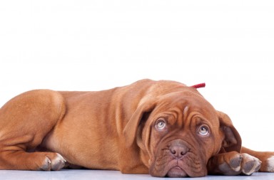 ¿Qué piensa mi perro?