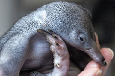 No es un mamífero cualquiera