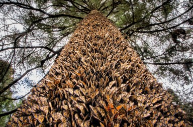 Las mariposas que desconciertan a los cientí­ficos
