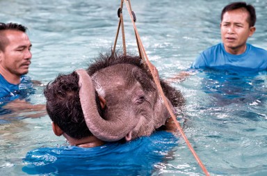 Terapia innovadora para elefantes