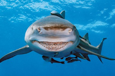 Hemos encontrado a Bruce, el tiburón de ‘Buscando a Nemo’