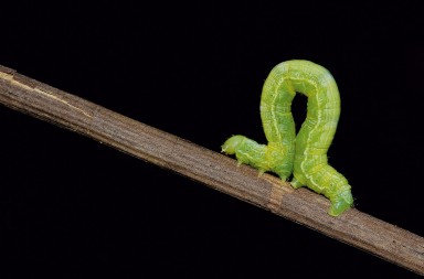 Un gusano hará las colonoscopias del futuro