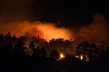 Las superplantas: así han aprendido a adaptarse a los incendios