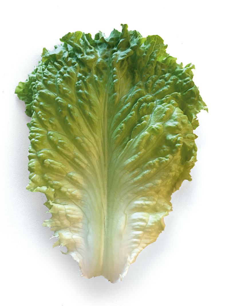 tipos de lechuga, comida sana, lechugologia, xlsemanal