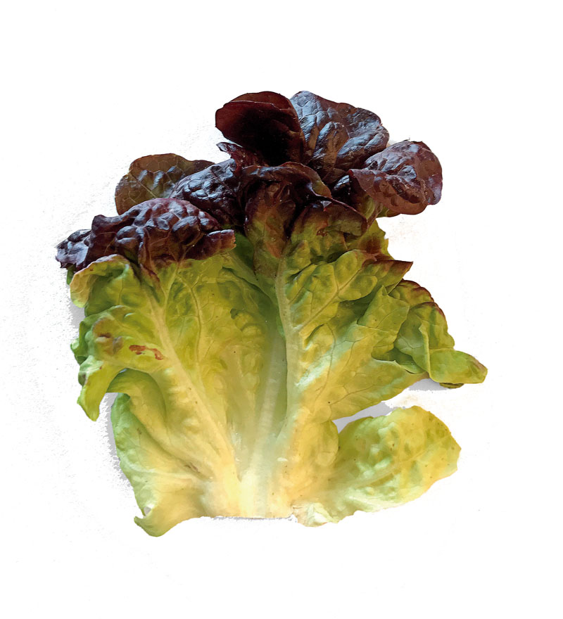 tipos de lechuga, comida sana, lechugologia, xlsemanal