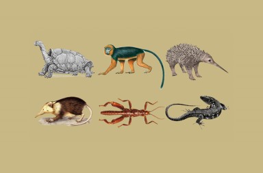 Especies perdidas y resucitadas: un mundo por redescubrir