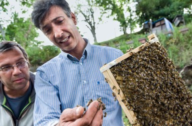 Objetivo: salvar a las abejas