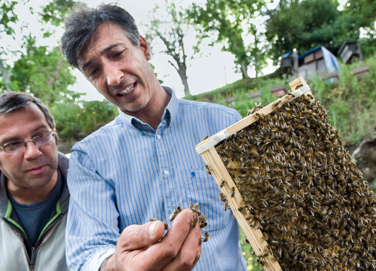 Objetivo: salvar a las abejas
