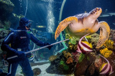 Limpieza de ‘bajos’