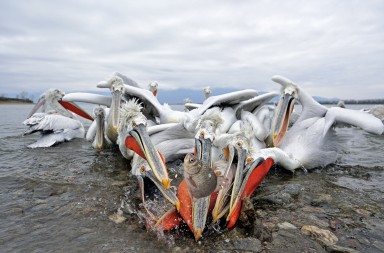 Estrella del escapismo