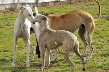 Sacrificio de galgos: la muerte más perra