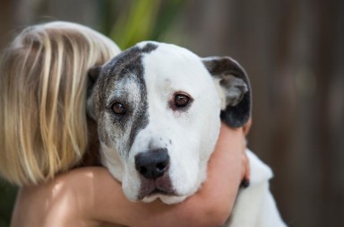 Un perro es más listo que un niño de tres años