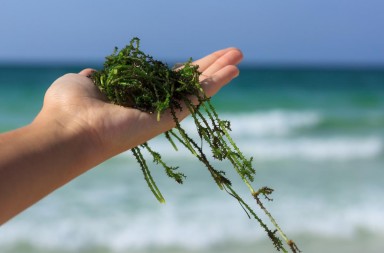 Algas, un tesoro de oro verde por explotar