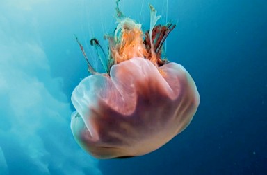 Las espectaculares criaturas bajo el Ártico