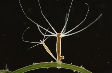 ¿Por qué la hidra es inmortal?