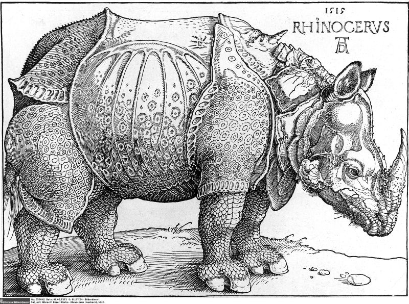 rinoceronte ilustracion Durero conocer naturaleza