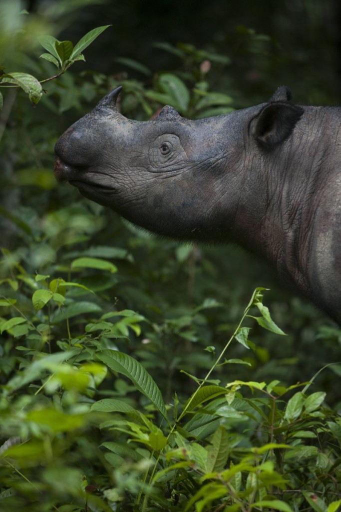 rinoceronte Sumatra conocer naturaleza