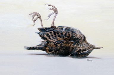 ¿Dónde mueren los pájaros?