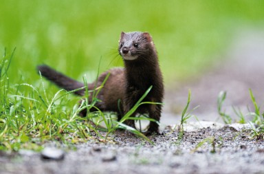 Especies amenazadas en España