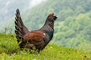 El grito del urogallo