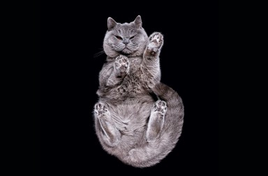 ¿Conoce usted a su gato?