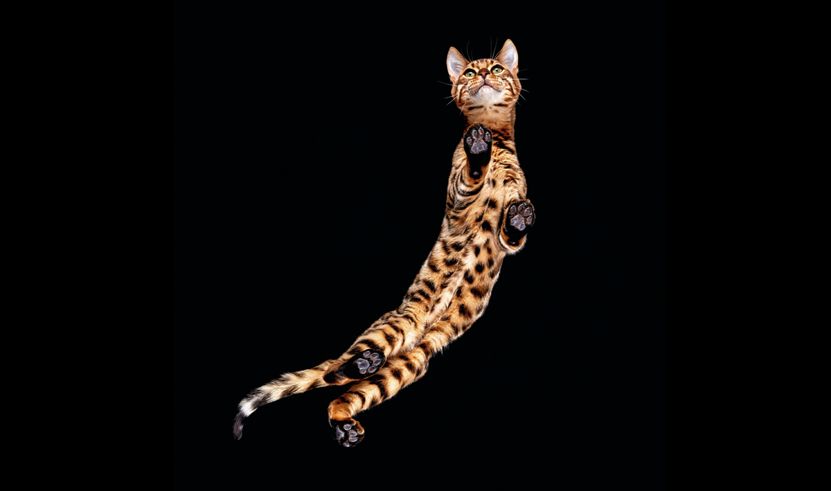 conocer, gatos, animales, mascotas, xlsemanal