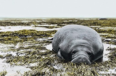 Las otras víctimas del huracán Irma