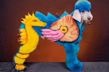 Peluquería extrema para perros