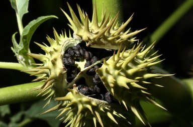 Cuidado: estas plantas matan