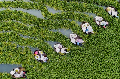 Castañeras de agua dulce
