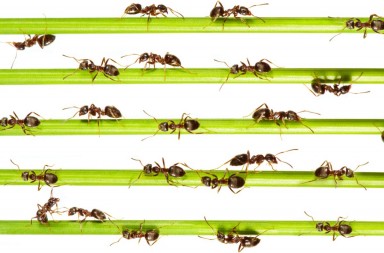 ¿Por qué las hormigas no tienen atascos?