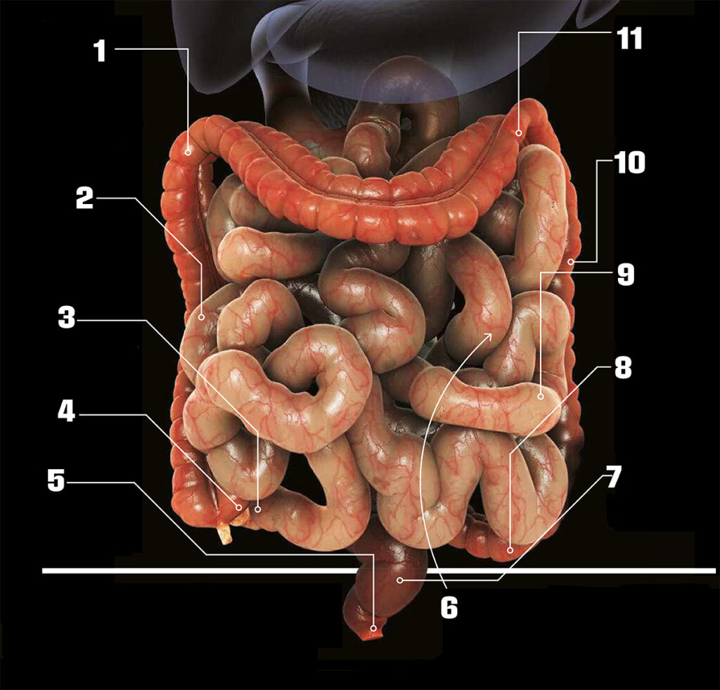 Los poderes ilimitados de la microbiota 1