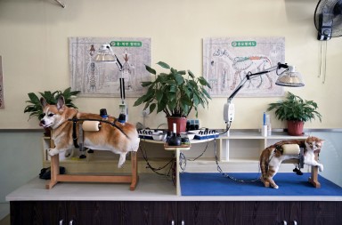 Acupuntura para perros y gatos