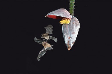 Pelea entre murciélagos: ¿surrealismo o verdad?