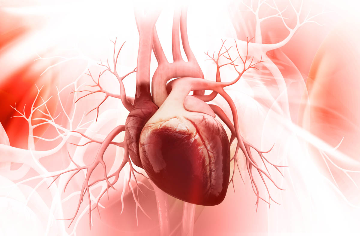 Ilustración digital de un corazón humano