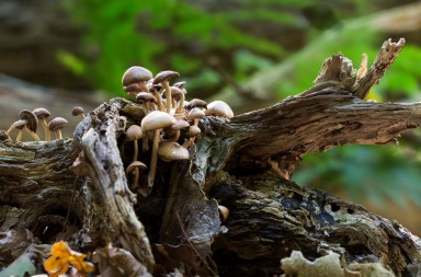 Las sorprendentes propiedades de los hongos
