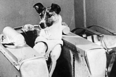 Laika y otros animales en órbita