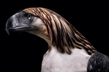 ‘Freakies’ de la naturaleza y en peligro de extinción