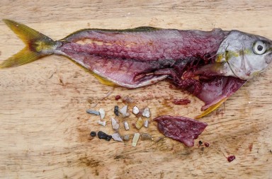 ¡Alarma!, comemos cada vez más plástico invisible