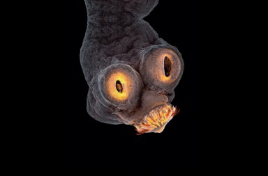 El ‘alien’ que llevamos dentro